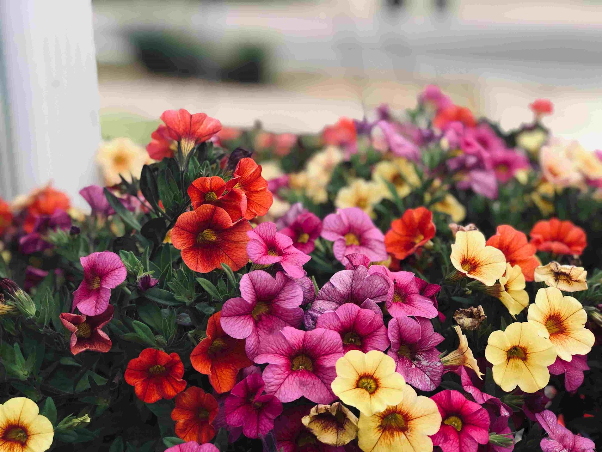 5-2-het-opfleuren-van-je-tuin-met-kleurrijke-zomerbloemen